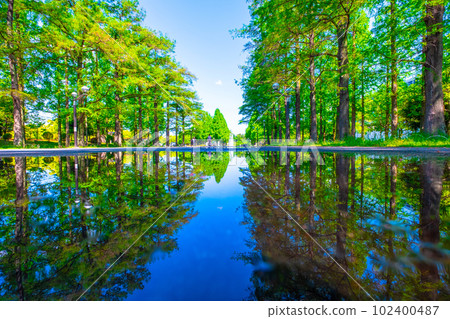 Tsurumi Ryokuchi Water Mirror Tree-lined Road 102400487