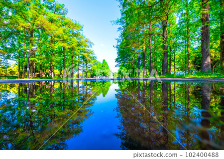 Tsurumi Ryokuchi Water Mirror Tree-lined Road 102400488