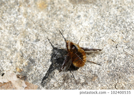 Below Dot Triobu Below Dot Triobu 102400535