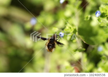 Below Dot Triobu 102400536