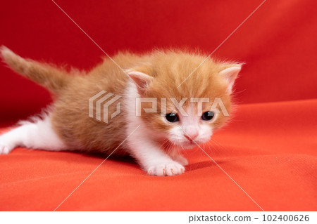 蘇格蘭折疊的小貓 102400626