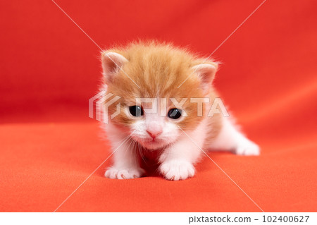 蘇格蘭折疊的小貓 102400627