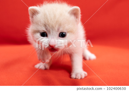 蘇格蘭折疊的小貓 102400630