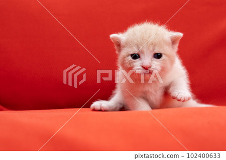 蘇格蘭折疊的小貓 102400633