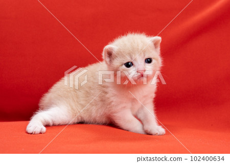 蘇格蘭折疊的小貓 102400634