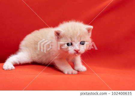 蘇格蘭折疊的小貓 102400635