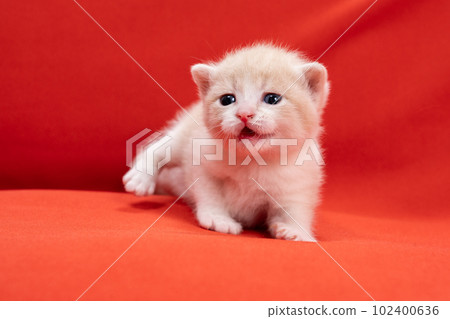 蘇格蘭折疊的小貓 102400636