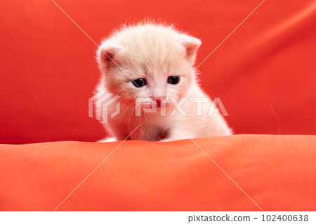 Kitten of Scottish fold 102400638
