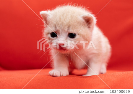 Kitten of Scottish fold 102400639