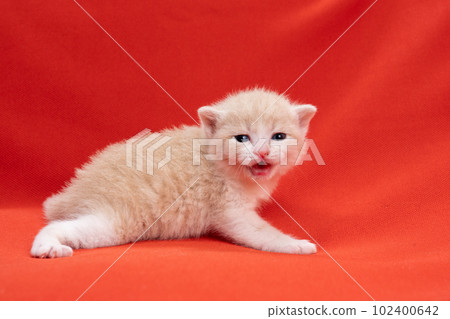 Kitten of Scottish fold 102400642