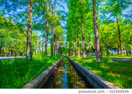 鶴見綠地水杉綠化 102400646