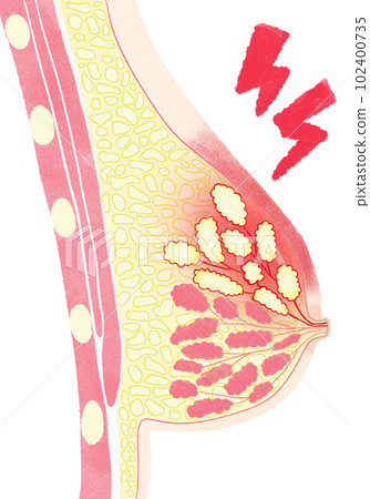 Female Breast Anatomy Detailed Colorful Illustration Stock Vector