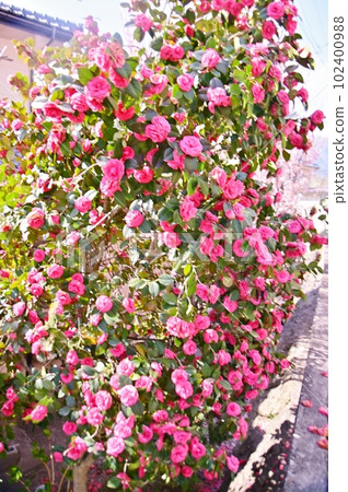 Camellia covered with crimson flowers Camellia covered with crimson flowers 102400988