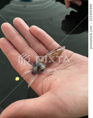 烏賊 烏賊 102400990