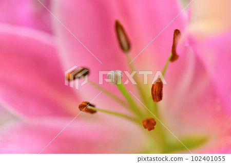 佛前鮮花 佛前鮮花 102401055