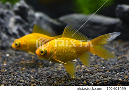 黃色金魚 黃色金魚 102401069