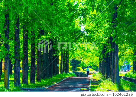 鶴見綠地水杉林蔭大道 102401289