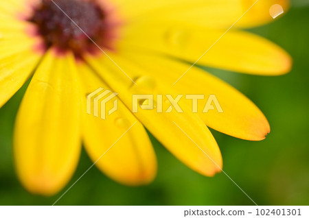 beautiful yellow gerbera flower in the garden 102401301
