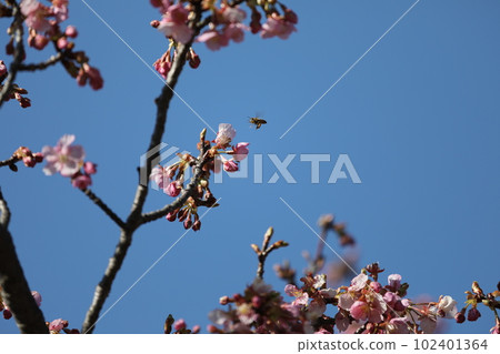 Kawazu cherry blossoms and bees Kawazu cherry blossoms and bees 102401364