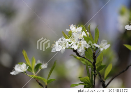 漂亮的梅花 102401372