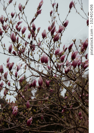 Sulange magnolia close-up on tree branch. Blossom of magnolia in springtime. Pink Chinese or saucer magnolia flowers tree. Tender pink and white flowers Sulange magnolia close-up on tree branch. Blossom of magnolia in springtime. Pink Chinese or saucer magnolia flowers tree. Tender pink and white flowers 102401406