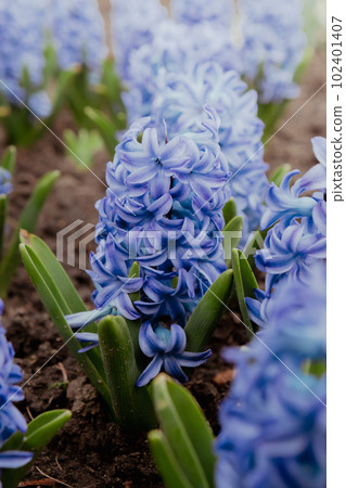 First spring flowers Large flower bed with multi-colored hyacinths, traditional easter background in the Asparagus family. Greeting festive postcard wallpaper.  102401407