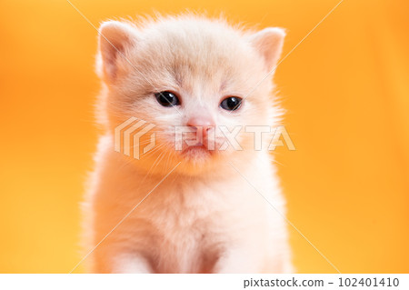 蘇格蘭折疊的小貓 102401410