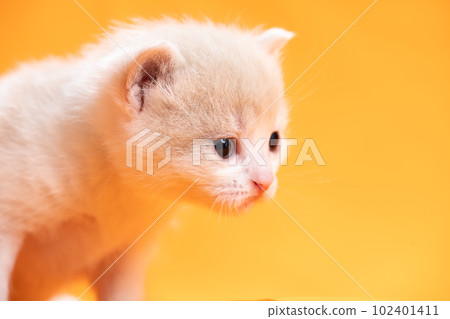 蘇格蘭折疊的小貓 102401411