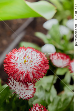 Flowerbed of beautiful red white flowers on green lawn background. Group of delicate flowers in the period of active flowering in spring. Romantic natural background for all vivid moments of life 102401413