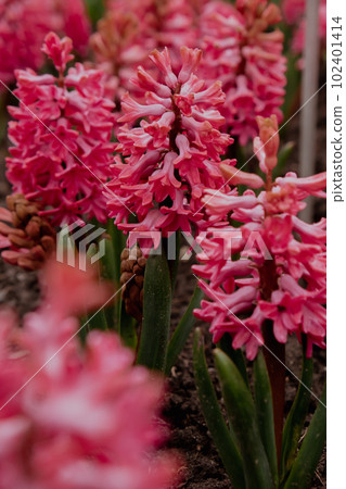 First spring flowers Large flower bed with multi-colored hyacinths, traditional easter background in the Asparagus family. Greeting festive postcard wallpaper.  102401414
