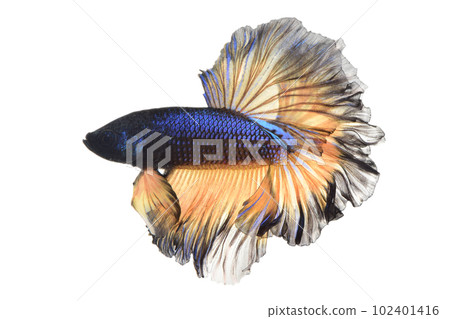 blue and yellow betta blue and yellow betta 102401416