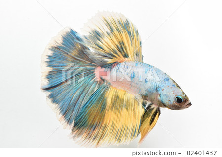 美麗的半月 102401437