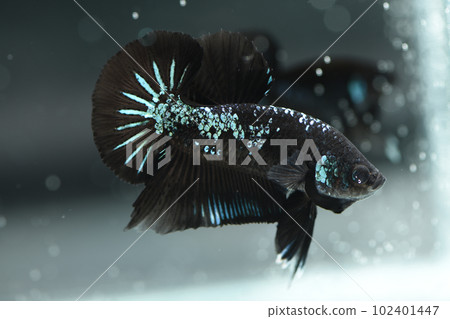 黑鬥魚 102401447