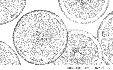 Hand-drawn illustration of sliced citrus fruits laid out 102401449