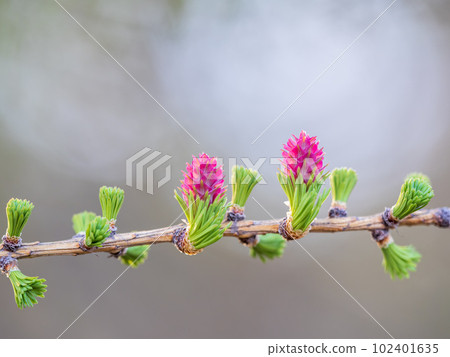 Larch tree fresh pink cones blossom at spring on nature background 102401635