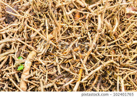 Closeup view of plant roots spreading and tangled up on the ground. Closeup view of plant roots spreading and tangled up on the ground. 102401765