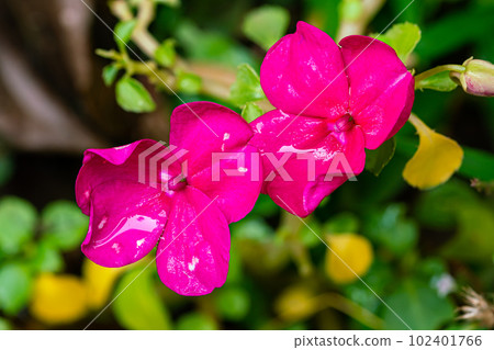 Closeup texture of beautiful blooming pink flowers with leaves. Closeup texture of beautiful blooming pink flowers with leaves. 102401766