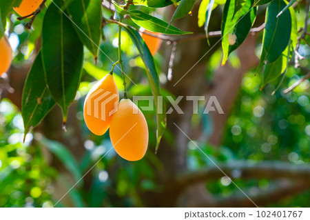 Ripe marian plum fruits with green leaves hanging on the branch of tree. Ripe marian plum fruits with green leaves hanging on the branch of tree. 102401767