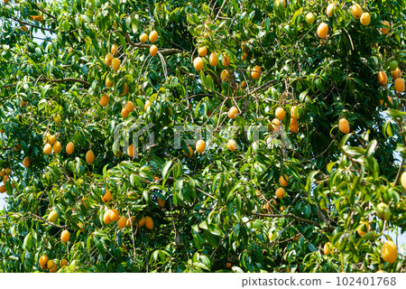 Plenty ripe marian plum fruits with green leaves hanging in the tree. Plenty ripe marian plum fruits with green leaves hanging in the tree. 102401768