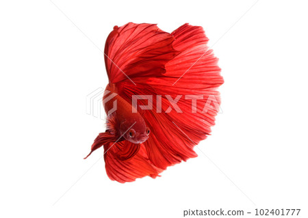 White background solid 102401777