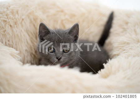 Chartreux小貓 Chartreux小貓 102401805