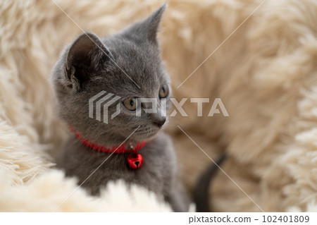Chartreux kitten 102401809