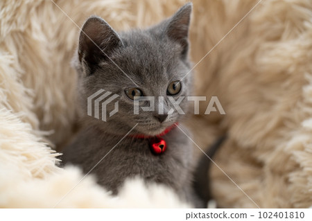 Chartreux小貓 Chartreux小貓 102401810