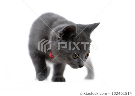 Chartreux kitten 102401814