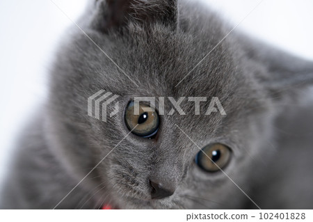 Chartreux小貓 Chartreux小貓 102401828