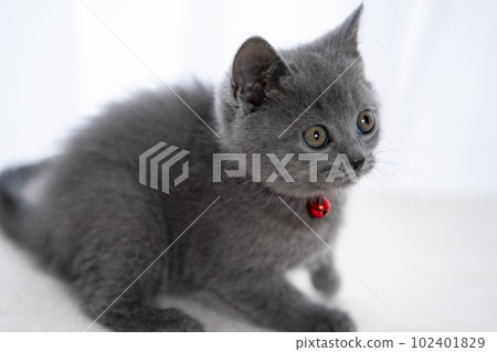 Chartreux小貓 Chartreux小貓 102401829