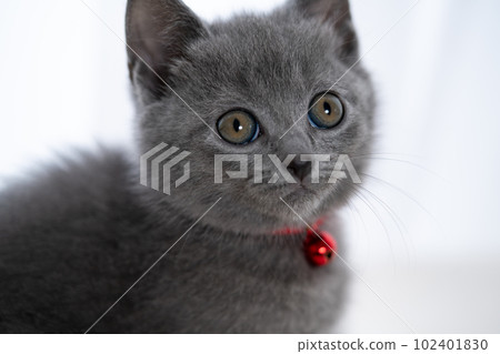 Chartreux小貓 Chartreux小貓 102401830