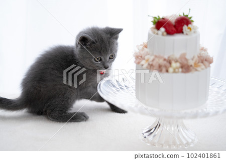 Chartreux 小貓和蛋糕 Chartreux 小貓和蛋糕 102401861