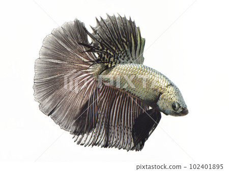 白底純色 102401895