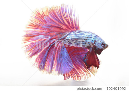 White background solid 102401992